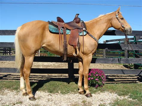 SUPER GENTLE WELL TRAINED GOLDEN PALOMINO QUARTER HORSE MARE For Sale in Fleming, Kentucky ...