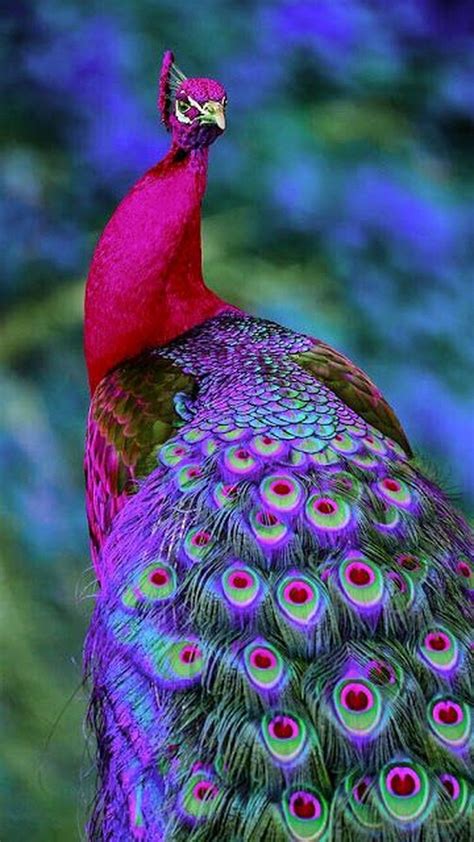 Colorful Peacock Wallpaper iPhone - Best iPhone Wallpaper | Beautiful ...