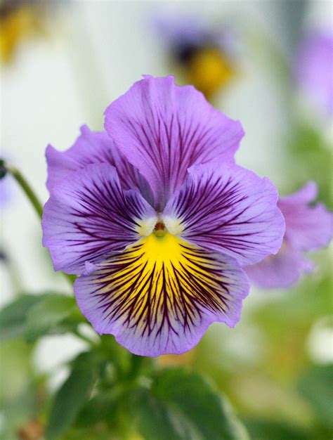 Pansy Flower Purple Violet - Free photo on Pixabay - Pixabay