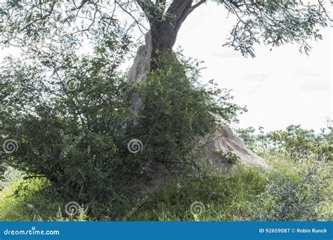 Big Termite Hill in Kruger Park, South Africa Stock Image - Image of grass, danger: 92659087