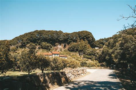 Tangerine Picking Jeju Guide: A Juicy Adventure