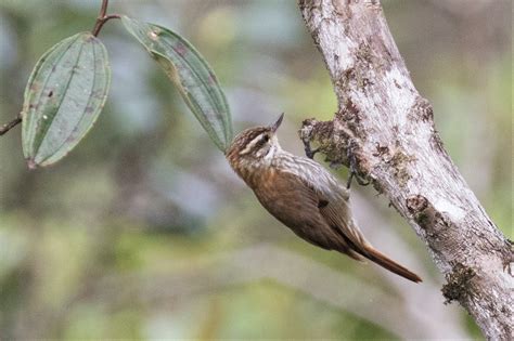 Streaked Xenops | BirdForum