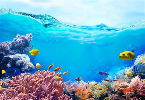 Q&A: What ancient coral reefs can tell us about our changing climate ...