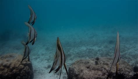 Longfin Batfish Facts and Photographs | Seaunseen