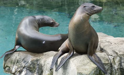 California sea lion | Smithsonian's National Zoo and Conservation Biology Institute