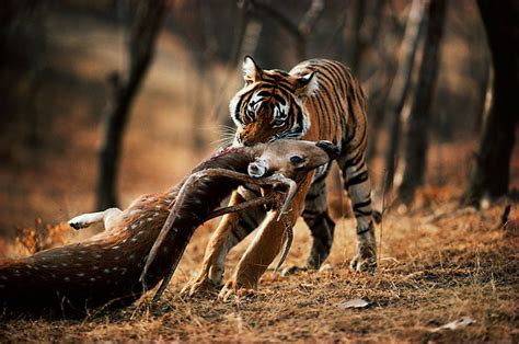 Predators and Prey - My Animal Project: The Bengal Tiger