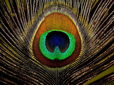 Peacock Feather wallpaper | 2048x1536 | #71773