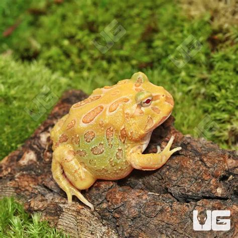 Albino Pacman Frogs For Sale - Underground Reptiles