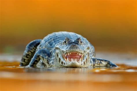 Caiman - A-Z Animals