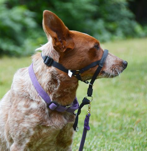 The Dog Geek: Product Review: Holt Head Collar