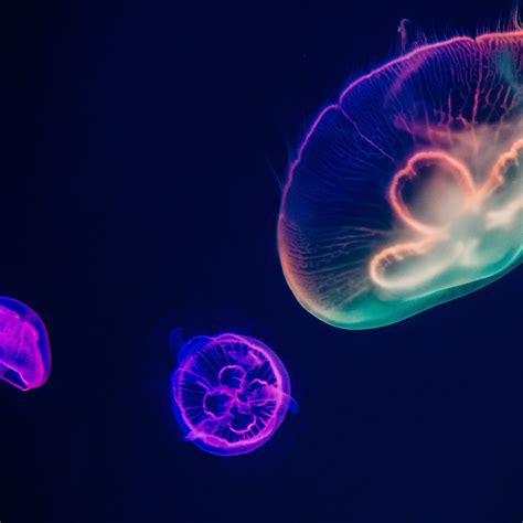 Jellyfishes Wallpaper 4K, Purple, Multicolor