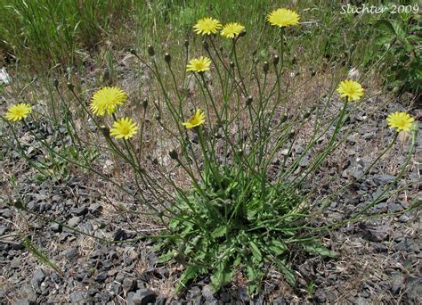 Identifying Weeds for Exam Flashcards by ProProfs