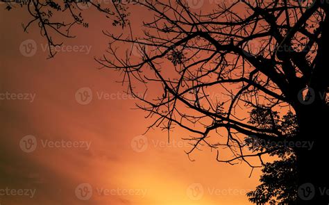 Orange sunset background with tree in silhouette 6169425 Stock Photo at Vecteezy