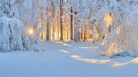 sunrise, Winter, Nature, Forest, Snow, Landscape, Trees, Sun Rays, White, Cold, Sunlight, Frost ...