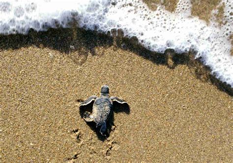 Where to See Sea Turtles in the Caribbean