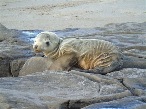 Is Climate Change To Blame For Starving Sea Lion Pups? | Here & Now