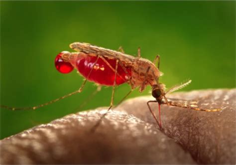 Anopheles Gambiae Larvae