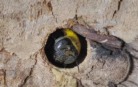 How To Repair Carpenter Bee Damage Best Bee Brothers | lupon.gov.ph