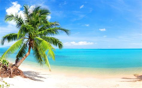 Palm Tree Beach Wallpapers - Top Free Palm Tree Beach Backgrounds - WallpaperAccess