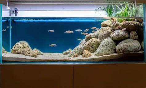 African Cichlid Tank Size & Setup Guide - AC Aquarium Life