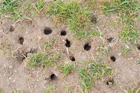 How to Identify Animal Holes in Your Lawn | Elite Pest Control