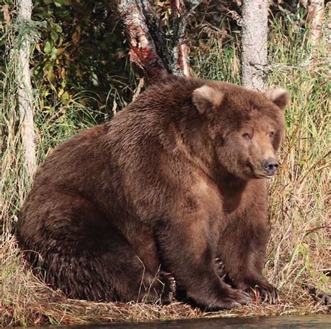 Brown bears KatmaiNPS are eating as much as they can to prepare for ...