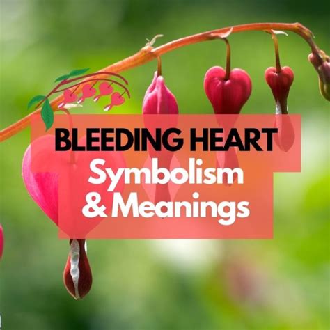 Bleeding Heart Flower: Symbolism, Meanings, and History - Symbol Genie