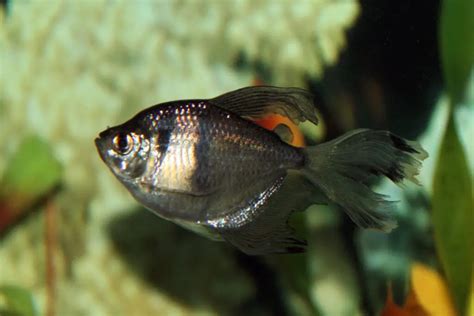 Black Skirt Tetra Profile: Care, Size, Lifespan, Tank Mates, Breeding