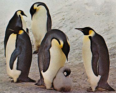 Penguin | Features, Habitat, & Facts | Britannica