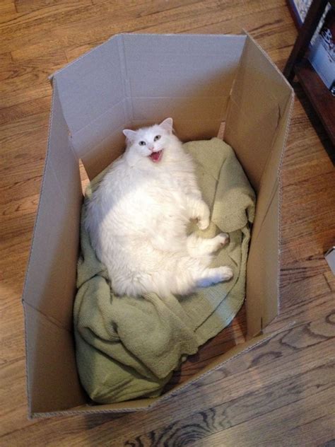 60 Smart Cats Who Prove Cardboard Boxes Are Better Than Any Silly Bed