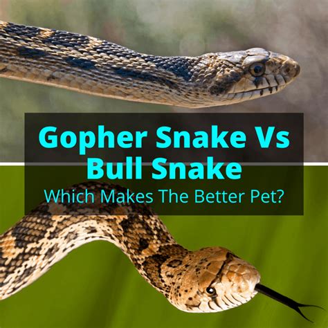 Gopher Snake Vs Bull Snake (Which Makes The Better Pet?)