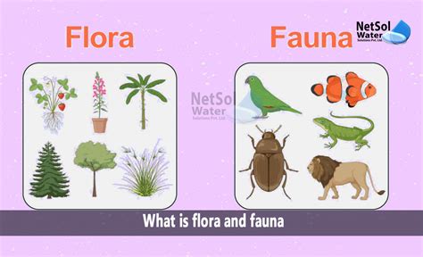 What is flora and fauna - Netsol Water