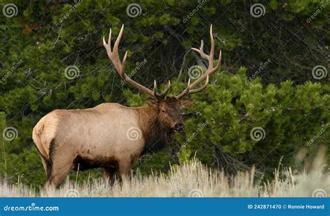 A Bull Elk with Large Antlers in Rut Stock Photo - Image of grass ...