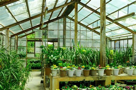 Types of Greenhouse Plants | Foliar Garden