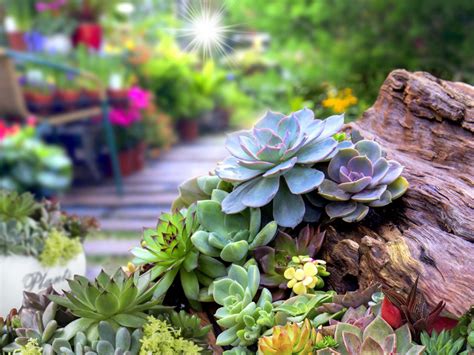 Succulent Garden Design: Planning, Growing And Care Of Succulent Garden Plants