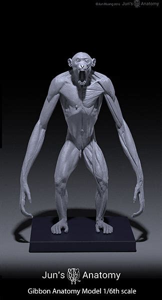 Gibbon Anatomy Model 1/6th scale – Jun's anatomy