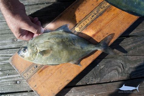 Amberjack Identification - Fishes of North Carolina