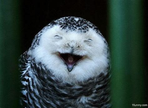 Laughing Owl – 1Funny.com