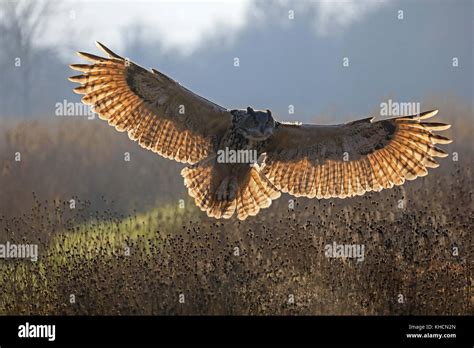 European eagle owl hunting with wings spread Stock Photo - Alamy