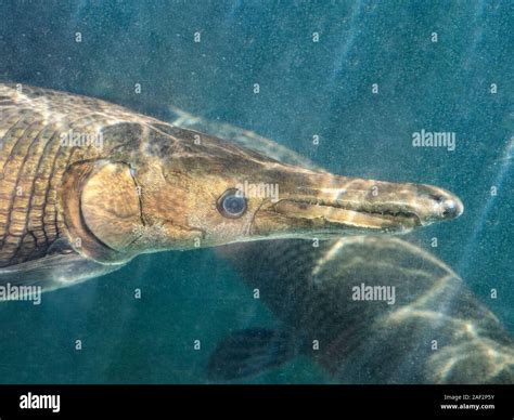 Alligator gar teeth hi-res stock photography and images - Alamy