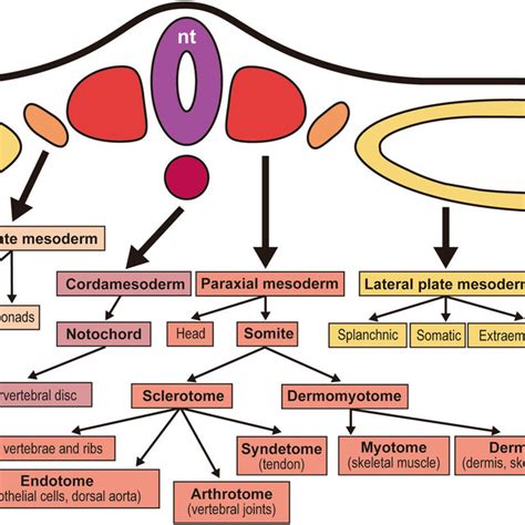 Overview of the mesodermal derivatives. The chordamesoderm and paraxial ...