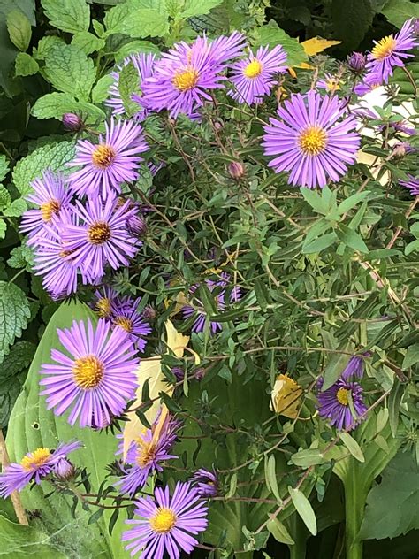 Early Fall Garden - Aster | Ross Dunn | Flickr