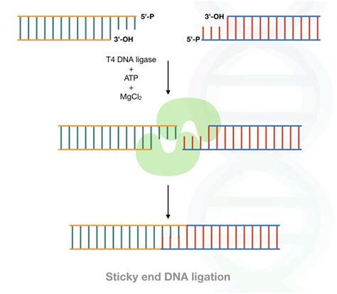 What Is DNA Ligase? And How T4 DNA Ligase Works?