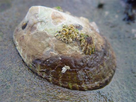 Species Spotlight: Owl Limpet (Lottia gigantea) - Cabrillo National Monument (U.S. National Park ...