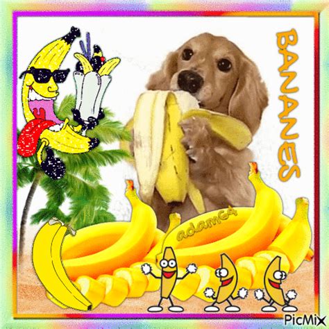 Eating bananas with humor1PLACE - Free animated GIF - PicMix