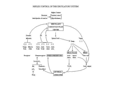 Baroreceptor Reflex