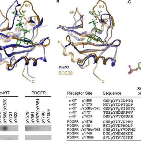 Specific interactions of the c-KIT phosphopeptide. A , c-KIT peptide ...