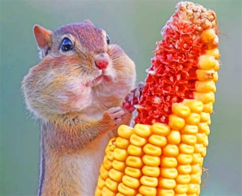 Squirrel Eating Corn