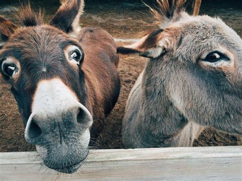 Feeding Donkeys & Mules