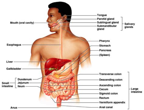 BIO 207L Faulk Exercise 38- Anatomy of the Digestive System Flashcards ...